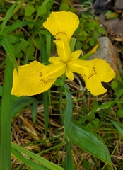 Iris pseudacorus