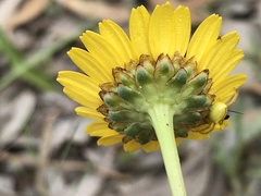Lepidophorum repandum