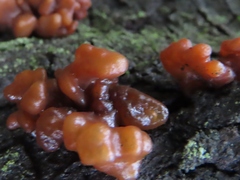Phaeotremella foliacea