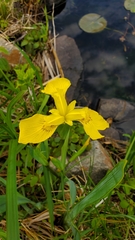 Iris pseudacorus