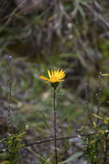 Grindelia boliviana