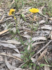 Lepidophorum repandum