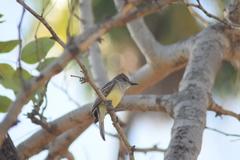 Myiarchus tyrannulus