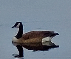 Branta canadensis