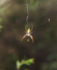 Novaranea queribunda