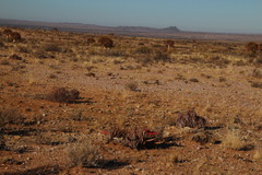 Aloe claviflora