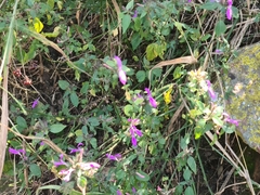 Dicliptera clinopodia