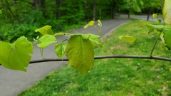 Cercis canadensis