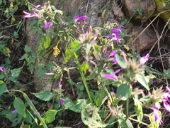 Dicliptera clinopodia