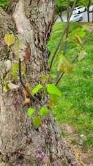 Cercis canadensis
