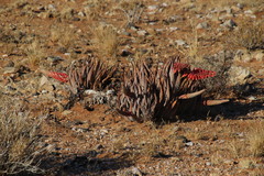 Aloe claviflora