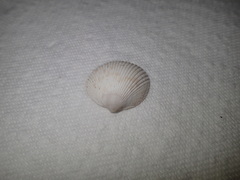 Clinocardium nuttallii