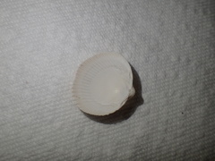 Clinocardium nuttallii