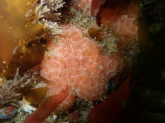 Aplidium solidum