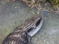 Tiliqua scincoides