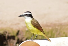 Pitangus sulphuratus