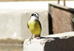 Pitangus sulphuratus