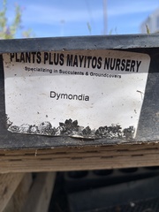 Dymondia