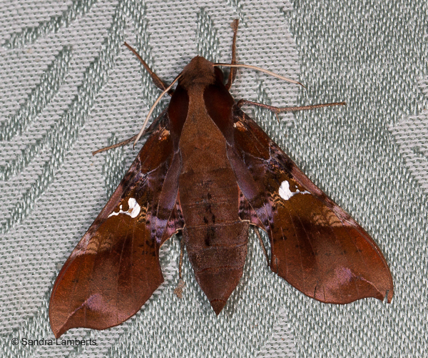 Callionima