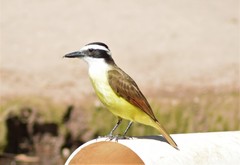 Pitangus sulphuratus