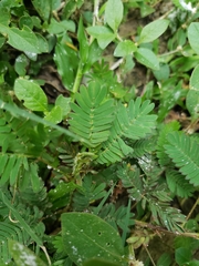 Mimosa pudica