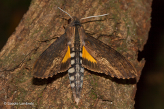 Erinnyis alope alope