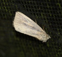 Lophocalama neuritis