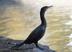 Nannopterum brasilianum