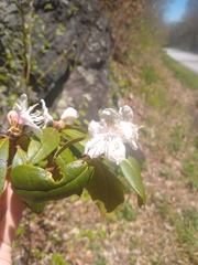 Rhododendron carolinianum