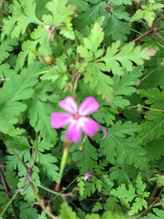 Geranium robertianum