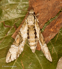 Manduca florestan