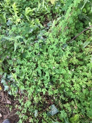 Geranium robertianum