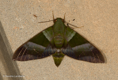Oryba achemenides