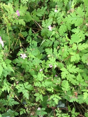 Geranium robertianum