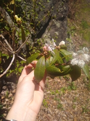 Rhododendron carolinianum