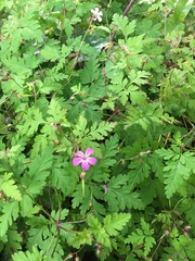 Geranium robertianum