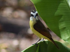 Pitangus sulphuratus