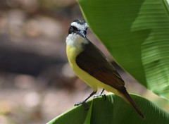 Pitangus sulphuratus