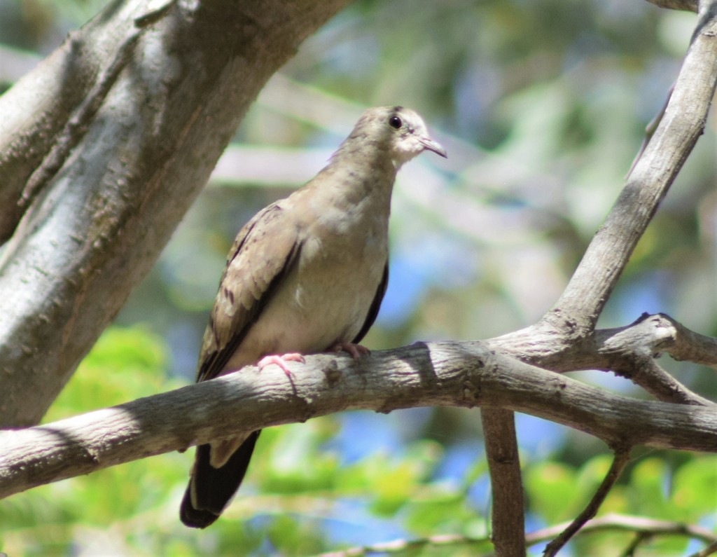 Ruddy Ground Dove from Jardín Botánico Benjamin Francis Johnston on May ...