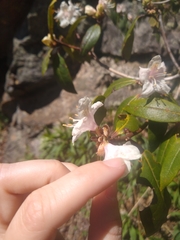 Rhododendron carolinianum