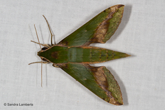 Xylophanes chiron