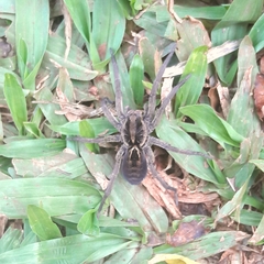 Lycosa erythrognatha