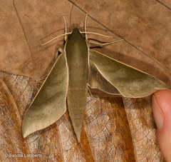Xylophanes porcus continentalis