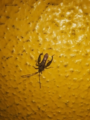 Meropachyini