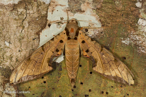 Streaked Sphinx