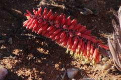 Aloe claviflora