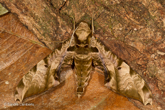 Protambulyx eurycles