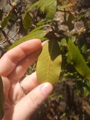 Rhododendron carolinianum