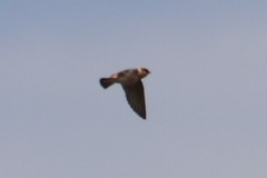 Petrochelidon fulva