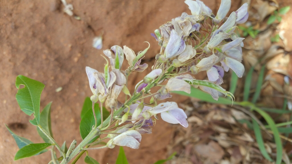 Mundulea menabeensis